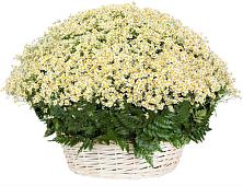 Цветочная композиция из Ромашки в корзине #REPLACE_PRED# Летний отдых